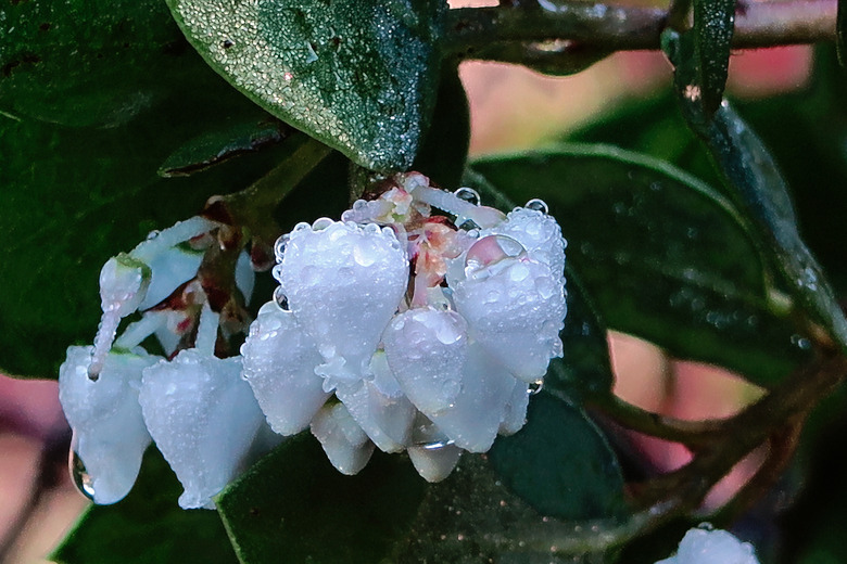 A close-up of white flowers on a common manzanita tree Arctostaphylos manzanita.