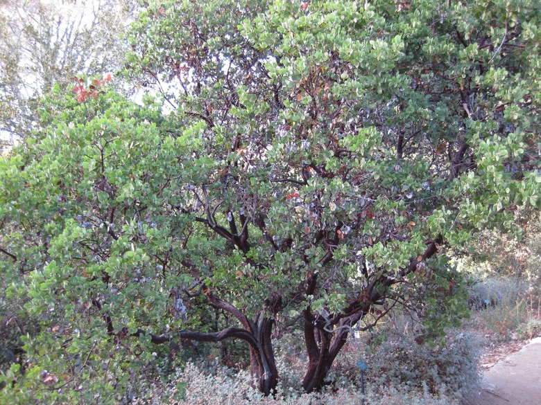 A large common manzanita Arctostaphylos manzanita growing at UCLA.