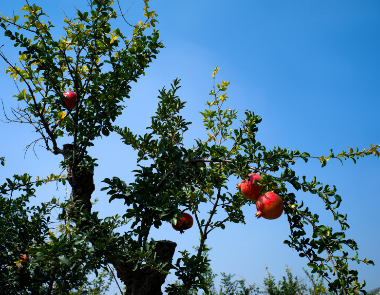 Pomegranate trees