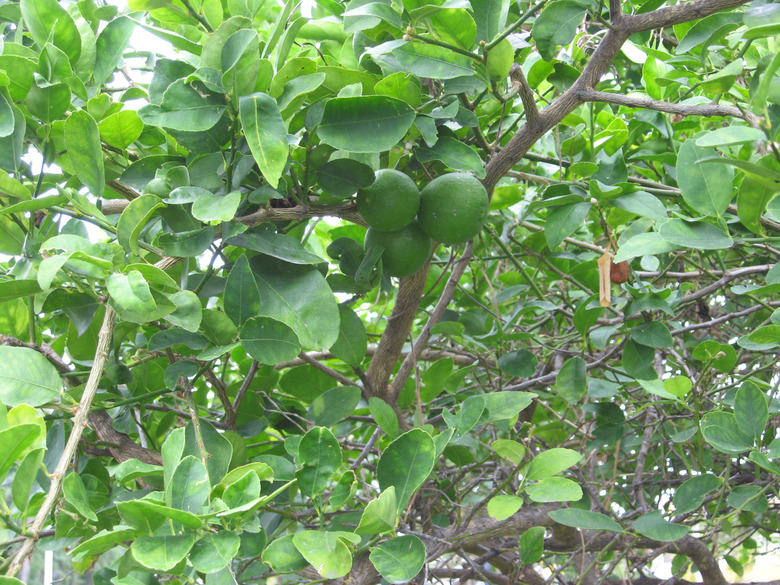 A close up of a Key Lime tree with fruit growing on it. Taken in the afternoon in Key West Florida.