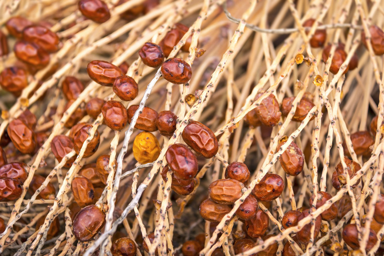 Dried fruits of the Date Palm.Palms are among the best known and most extensively cultivated plant families. The date palm Phoenix dactylifera is a palm in the genus Phoenix