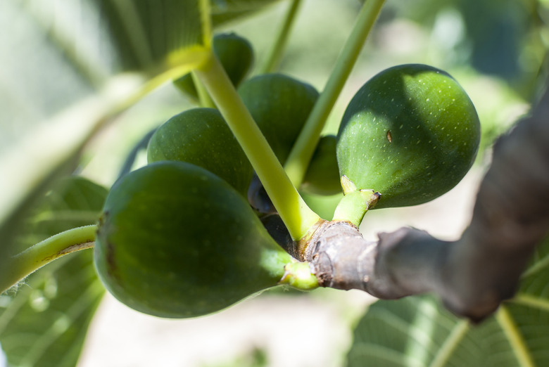 Fig tree branch with green figs