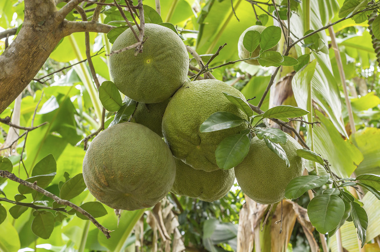 Fresh pomelo fruits on tree