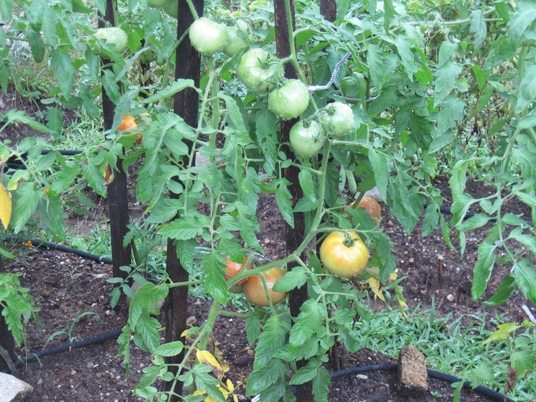 Some Celebrity tomato plants Solanum lycopersicum 'Celebrity' with some not-yet-ripe fruits growing on their vines.