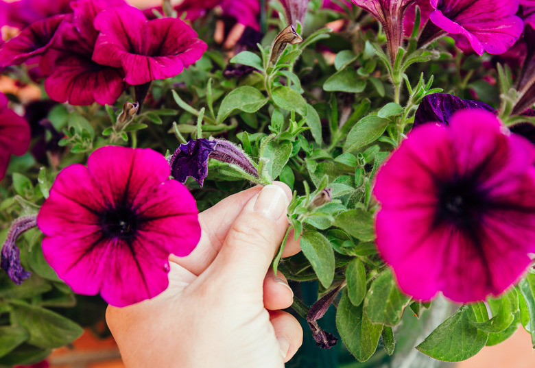 A hand holding the stem of a petunia plant.