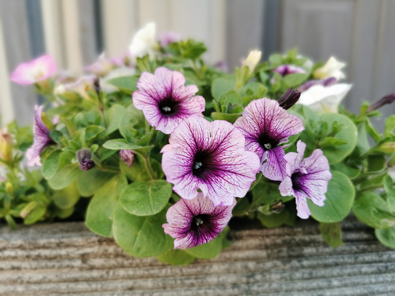 A close-up of pink flowering plants.