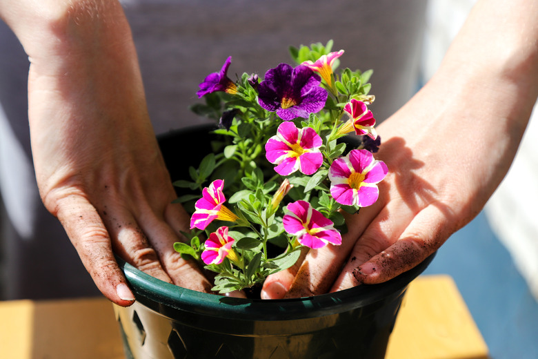 A woman is potting a houseplant.