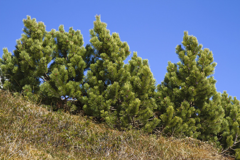 Branch of Pinus mugo against blue sky in the mountains