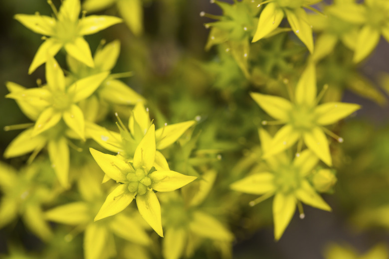 Sedum acre