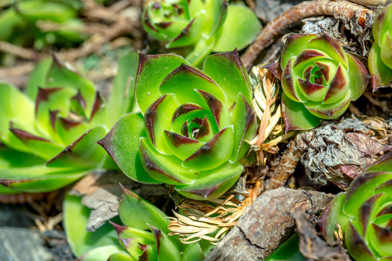 green sempervivum close up
