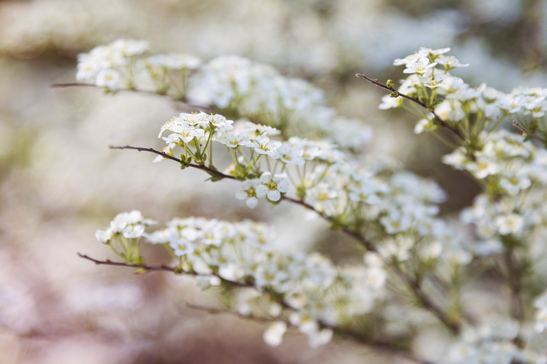 Defocused white spiraea flowers pastel colored