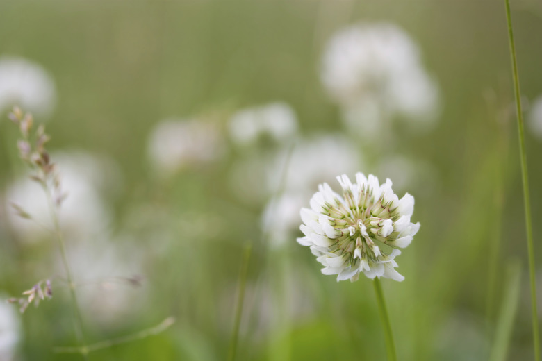 flower of a white clovers