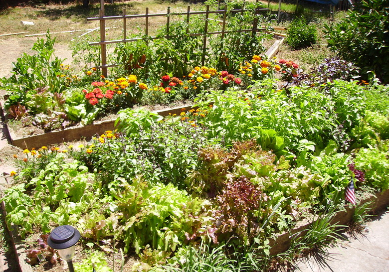 A delightful raised flower bed set up in the United States.