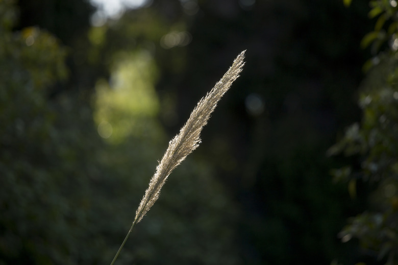 Sedge flower