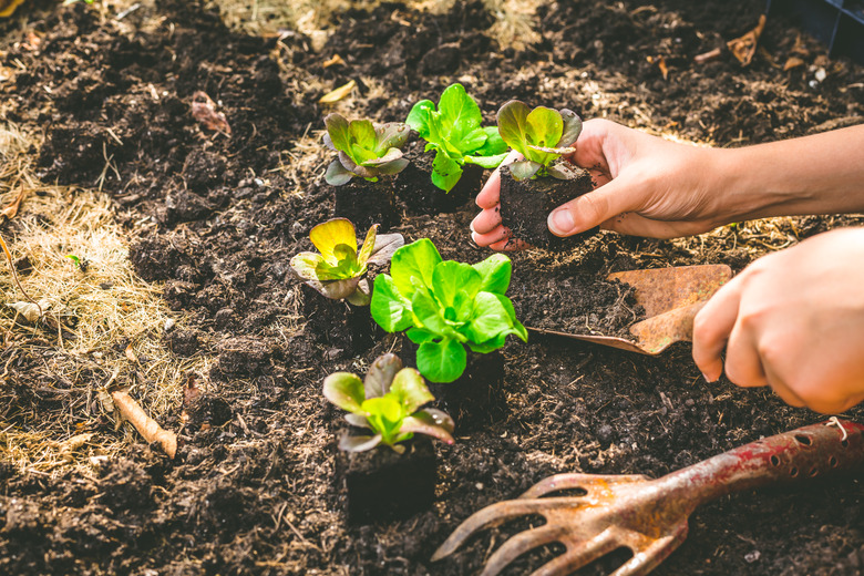 A gardener planting young seedlings of lettuce in a raised vegetable bed.