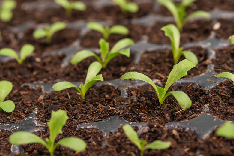 A handful of rows of small lettuce seedlings.