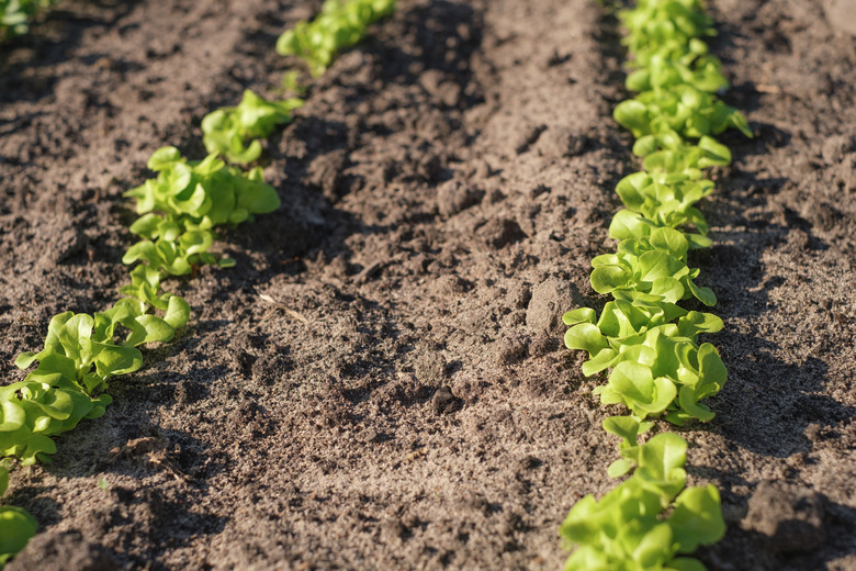 Rows of young lettuce and spinach leaves sprouting up through ground.