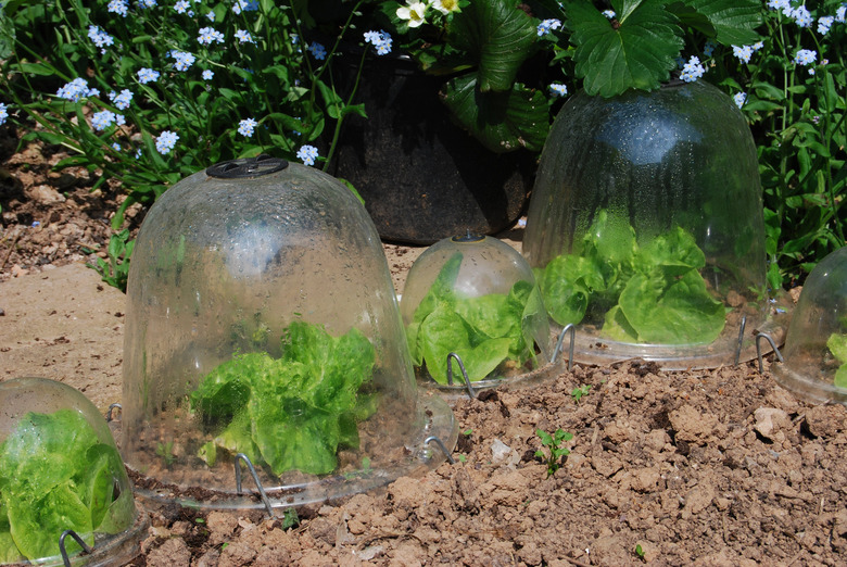Lettuce plants growing in plastic bell jars in the garden.