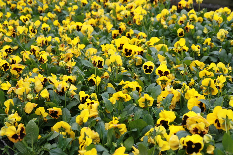 A field of Delta Premium Yellow with Blotch pansies Viola x wittrockiana 'Delta Premium Yellow with Blotch' growing at the Merrifield Garden Center in Fairfax