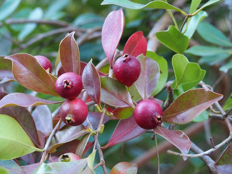 A few small strawberry guavas Psidium cattleianum still growing on the branch.