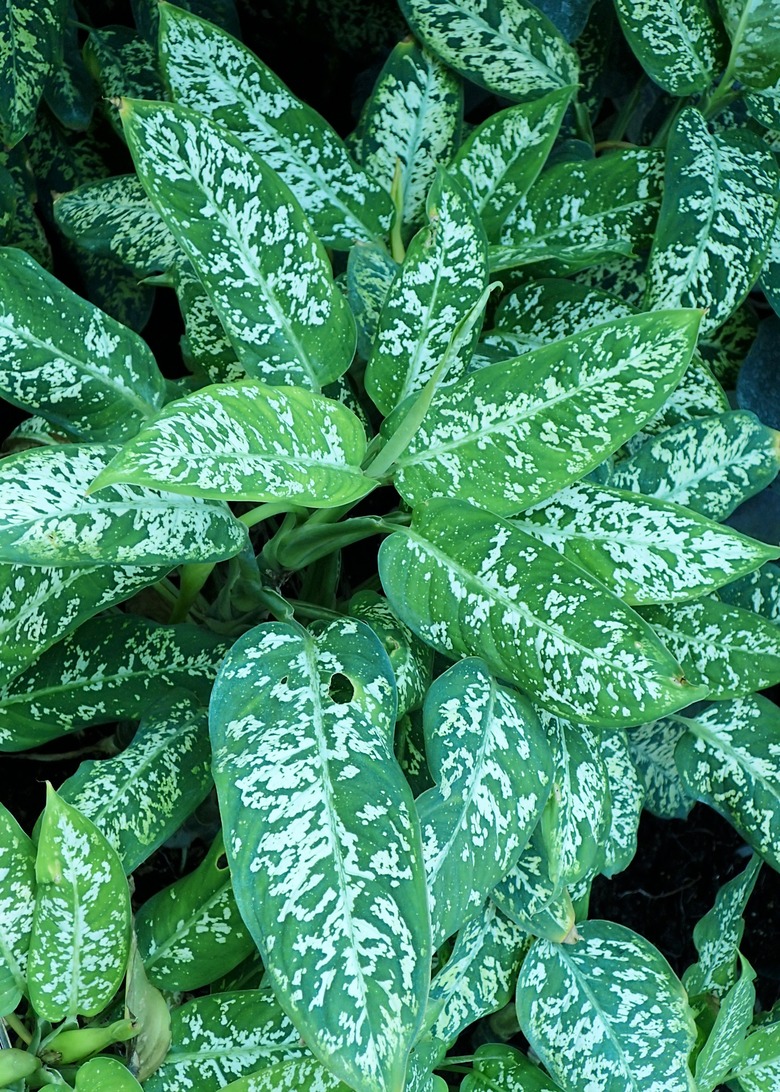 A top-down shot of some spotted dumbcane Dieffenbachia seguine.
