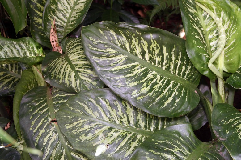 A top-down shot of some giant dumbcane Dieffenbachia amoena plants.