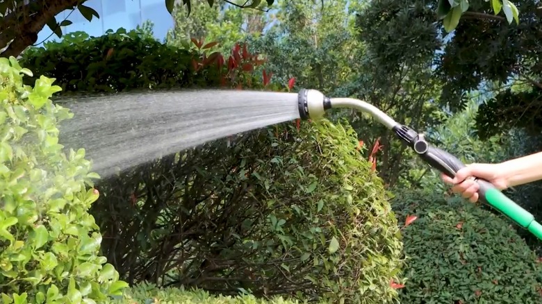 Woman uses the Restmo watering wand to water shrubs.