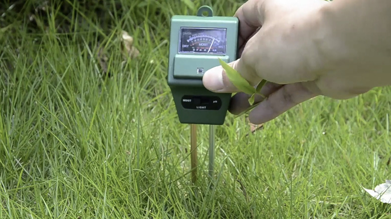 Someone sticking an electric soil tester device into their lawn.
