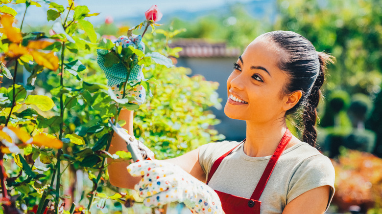 Woman trims cuts rose from bush.