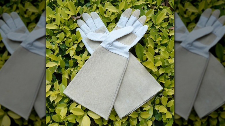 Pair of extra-long garden gloves lying on a shrub.
