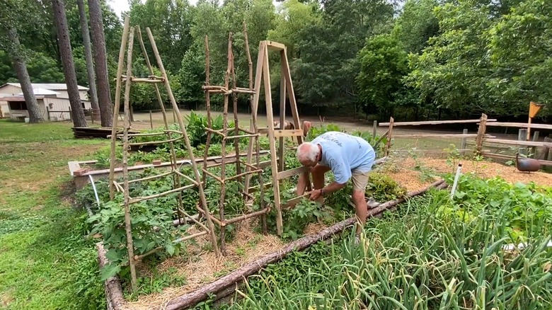 A man installs a ladder trellis in a vegetable garden.