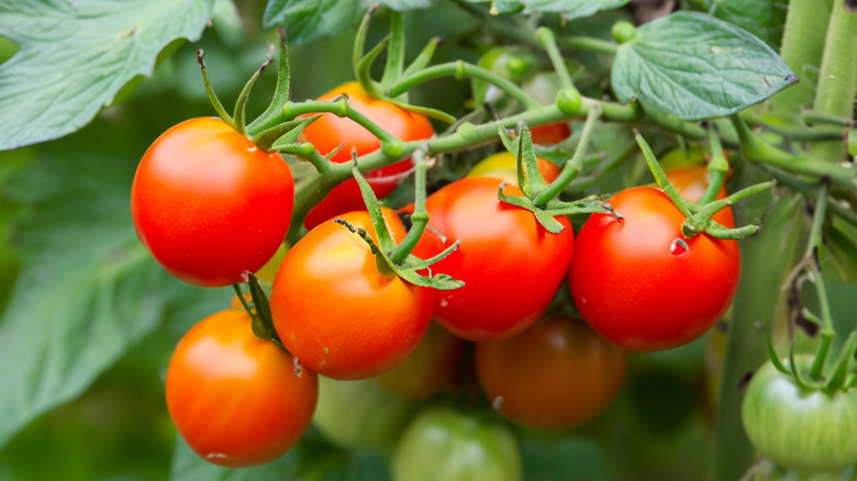 A bunch of ripe red tomatoes grow on a vine.