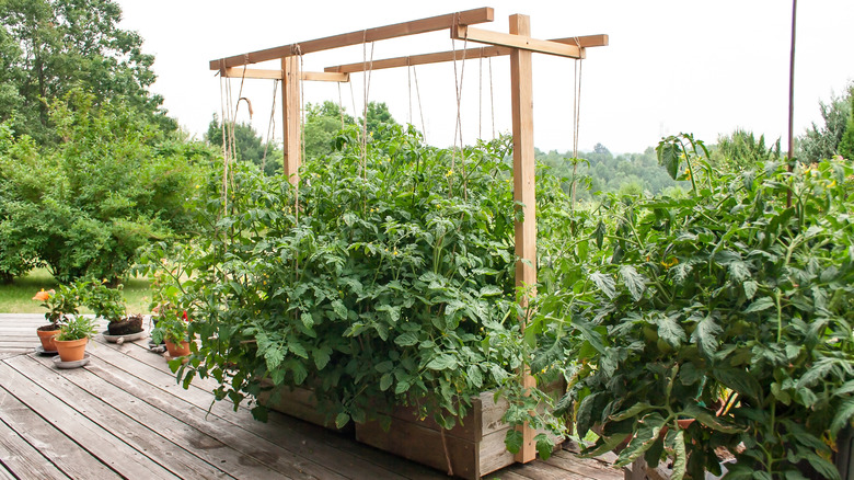 A wooden trellis with attached twine helps keep tomato plants supported.