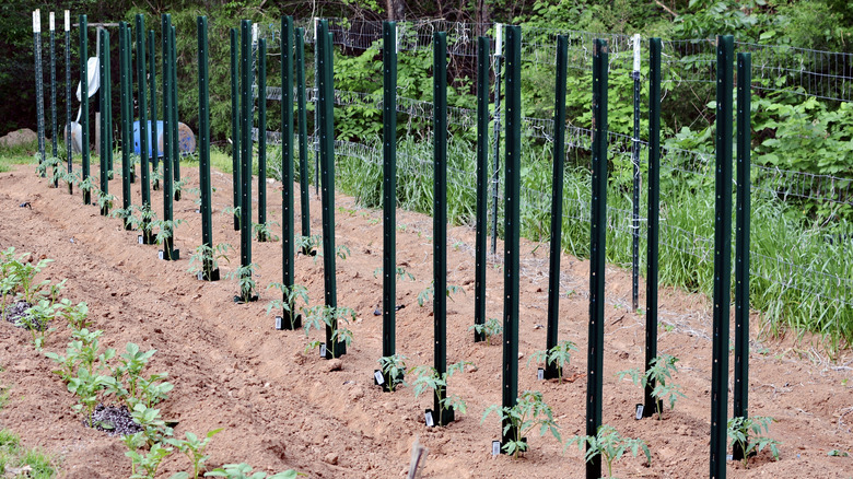 Metal stakes stick up from the ground near tomato sprouts.