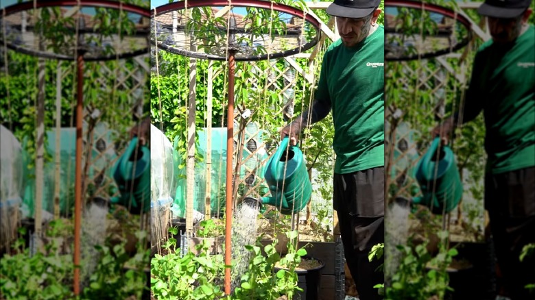 A man waters tomato plants in a homemade bicycle wheel trellis.