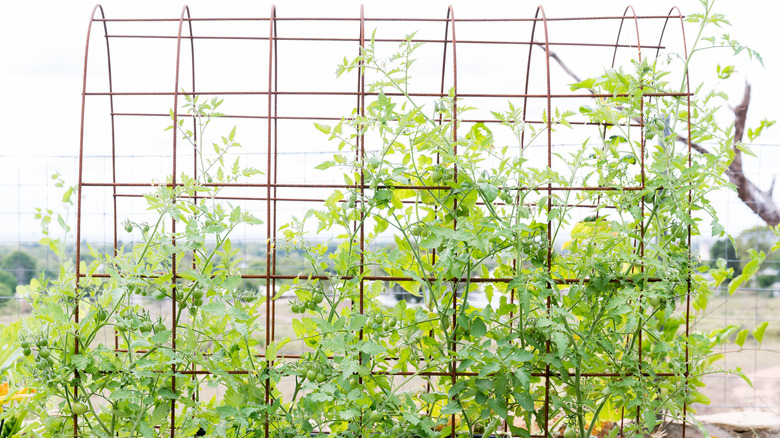 Tomatoes grow up an archway made of metal wire.