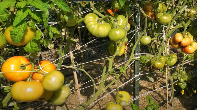 Large tomatoes grow on vines supported by a weave trellis.