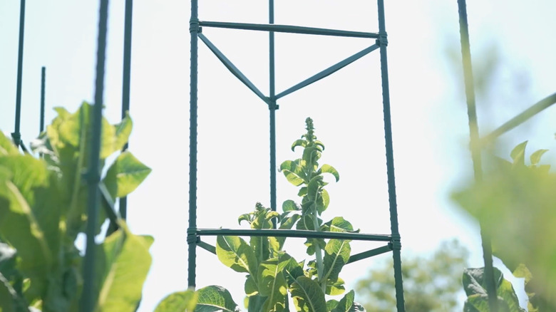 A plant grows in the middle of a tripod staking system.