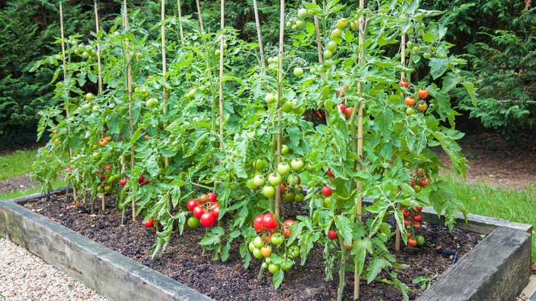 Bamboo stakes support blooming tomato plants.
