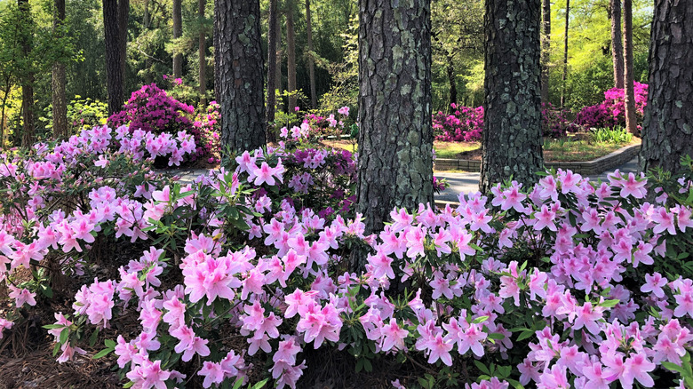 Pink azaleas gr