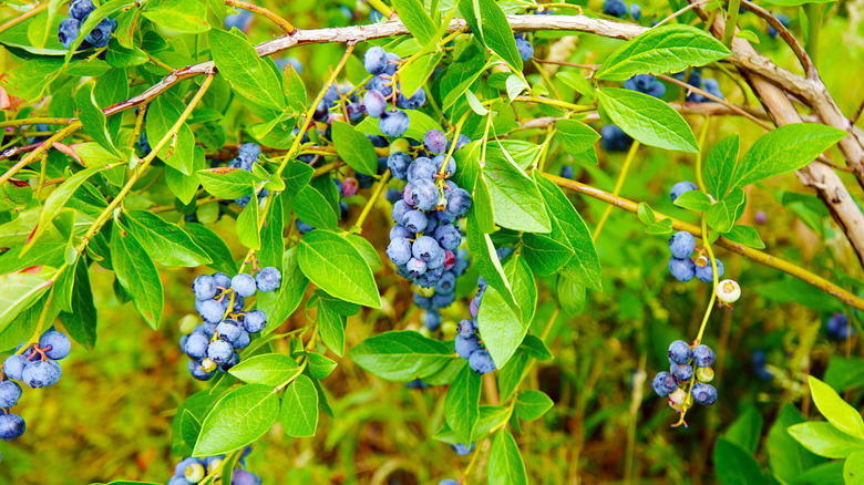 Ripe blueberries growing on a green bush
