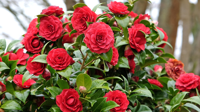 Red Camellia japonica flowers among green foliage