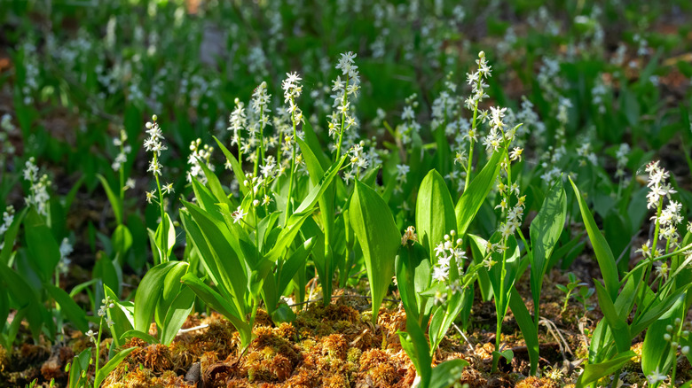 White Canada mayflower blossoms and green foliage
