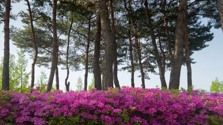 Pink azaleas growing beneath tall pine trees