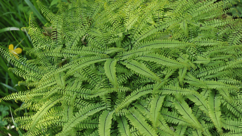 A patch of green northern maidenhair ferns