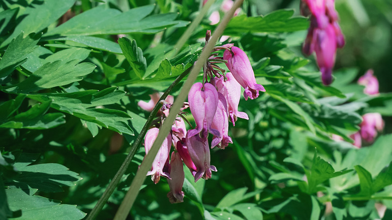 Pink Pacific bleeding heart flowers and green foliage