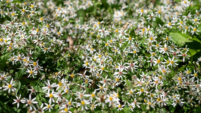 A patch of white woodland asters in bloom with yellow and red centers