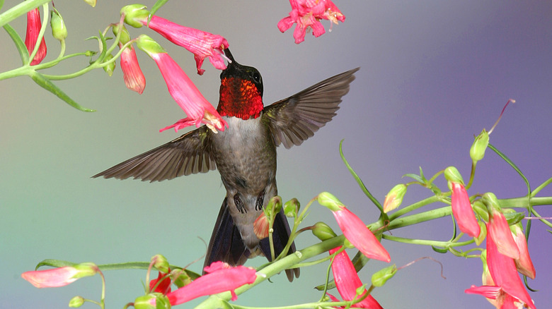 A male ruby throated hummingbird visiting a red bearded penstemon flower