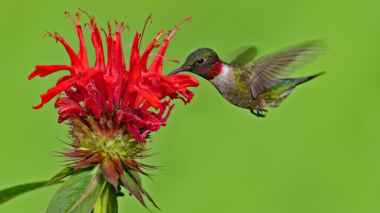 A male ruby throated hummingbird visiting a red bee balm flower on a green background