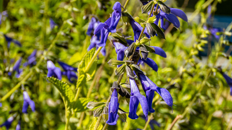 Purple blue anise sage flowers